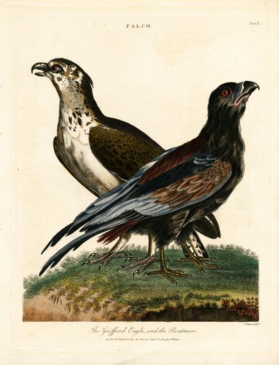 Griffard Kartalı ve Kayıkçı by John Pass