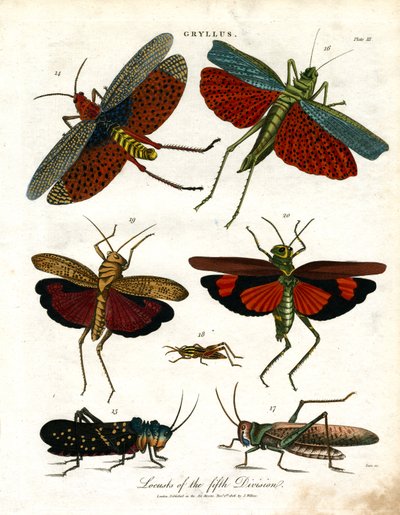 Gryllus: Beşinci Bölük Çekirgeleri by John Pass