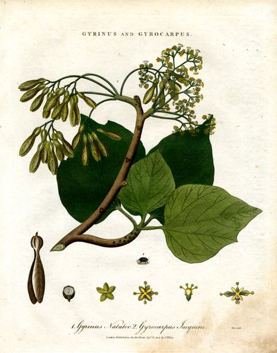 Gyrinus ve Gyrocarpus by John Pass