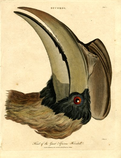 Büyük Afrika Hornbill