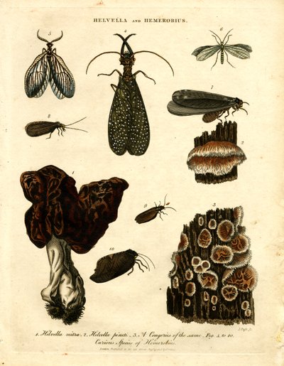 Helvella ve Hemerobius by John Pass