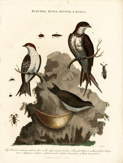 Hirundo; Hispa; Hister  Hortia: Kırlangıçlar ve Böcekler by John Pass