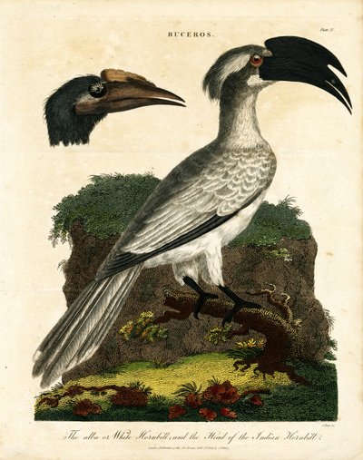 Boynuzgagalar (Buceros) by John Pass