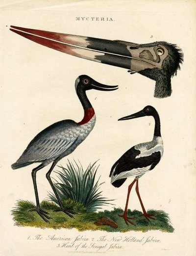 Anatomik Detaylarıyla Jabiru Türleri (Mycteria) by John Pass