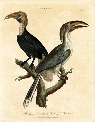 Javan Hornbill ve Gingala Hornbill (Buceros) by John Pass