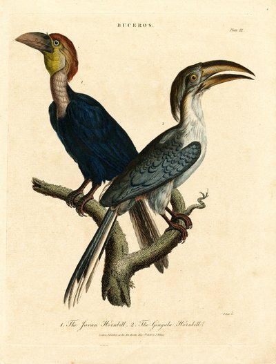 Javan Hornbill ve Gingala Hornbill (Buceros) by John Pass