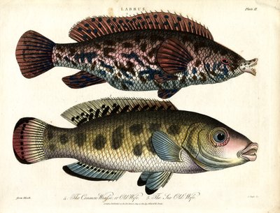 Labrus: Ortak Wrasse ve Deniz Wrasse by John Pass
