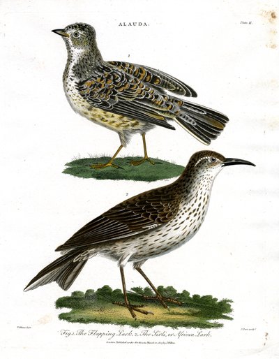 Lark Türleri - Skylark ve Afrika Lark