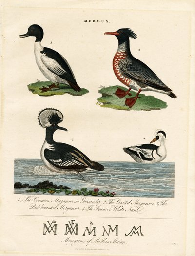 Merganser (Mergus) by John Pass