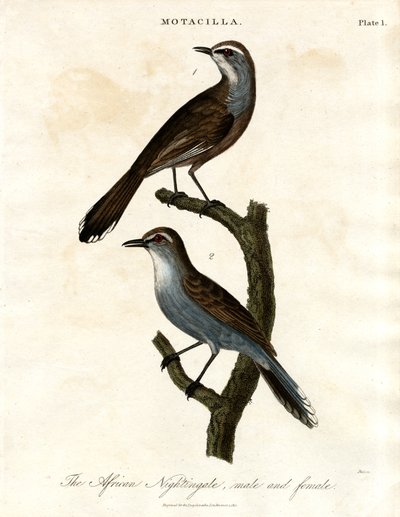 Motacilla - Afrika Bülbülü by John Pass