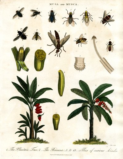 Musa ve Musca - Muz Bitkileri ve Çeşitli Sinek Türleri by John Pass
