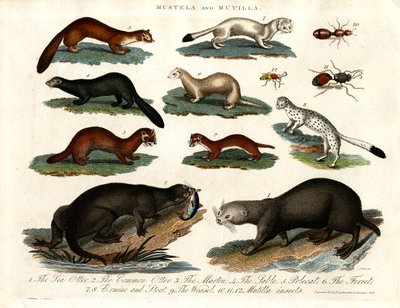 Mustela ve Mutilla: Çeşitli Mustelid ve Mutilla Böceklerinin İllüstrasyonu by John Pass