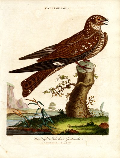 Gece Kuşu (Caprimulgus) by John Pass