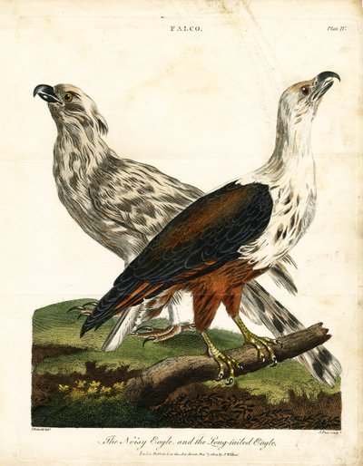 Gürültülü Kartal ve Uzun Kuyruklu Kartal by John Pass