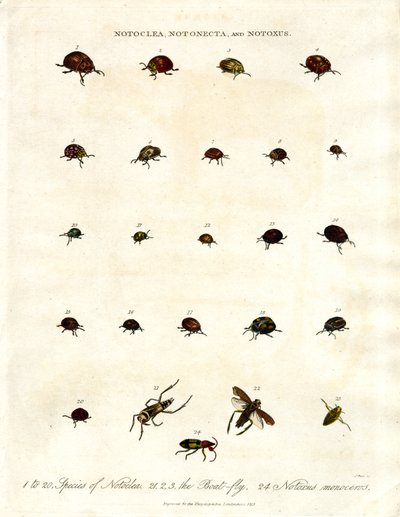 Notoclea; Notonecta; ve Notoxus böcekleri by John Pass