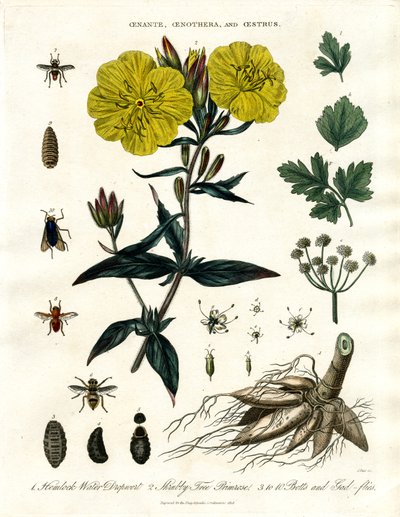Oenanthe; Oenothera ve Oestrus - Su Damlası Otu; Çuha Çiçeği ve Bot Sinekleri by John Pass