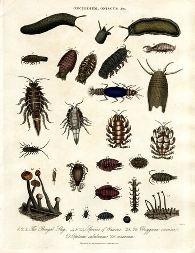 Onchidium; Oniscus ve diğer eklembacaklılar by John Pass