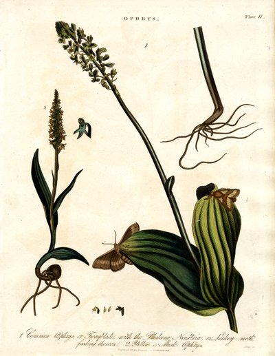 Güve ile Ophrys Türleri by John Pass