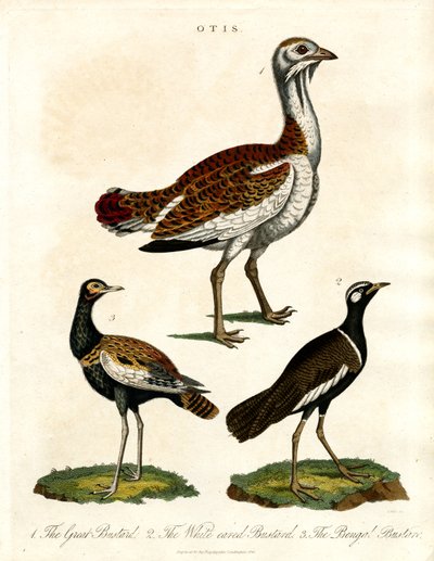 Otis: Çeşitli Bustard Türlerinin Tasviri by John Pass