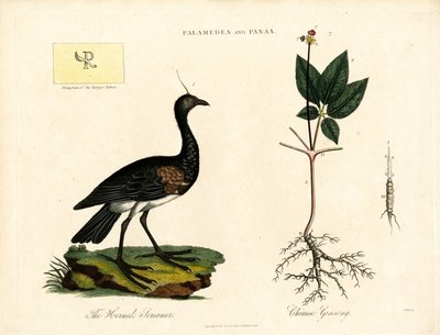 Palamedea ve Panax by John Pass