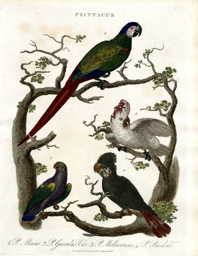 Papağanlar (Psittacus) by John Pass