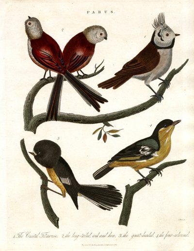 Parus: Baştankaralar ve Paridler by John Pass