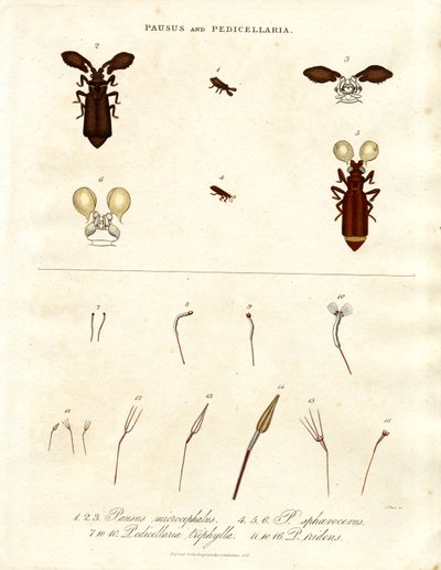 Pausus ve Pedicellaria - Böcek Türleri by John Pass