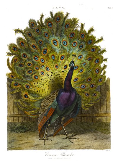 Pavo: Yaygın Tavuskuşu by John Pass