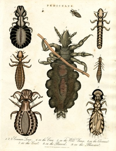 Pediculus - Çeşitli Bit Türleri by John Pass