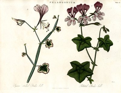 Pelargonium Türleri (Leylek Gagası) by John Pass
