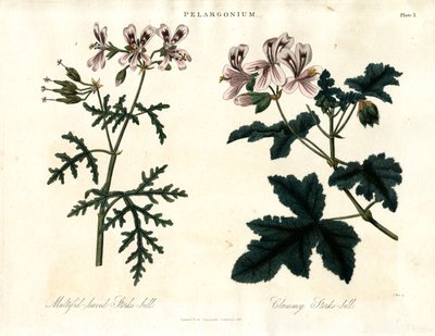 Pelargonium Türleri: Çok Yapraklı Leylek Gagası ve Nemli Leylek Gagası by John Pass