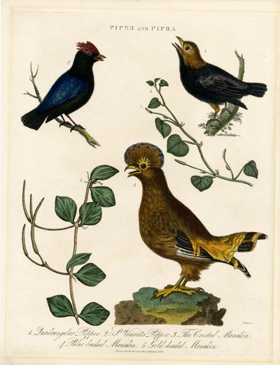 Biber Kuşları ve Manakinler by John Pass