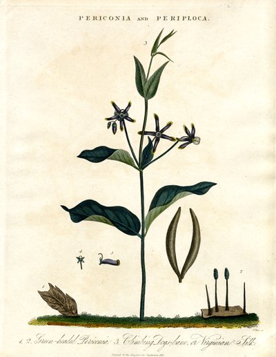 Periconia ve Periploca by John Pass