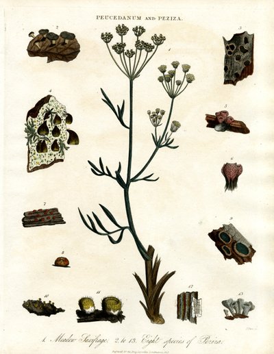 Peucedanum ve Peziza by John Pass
