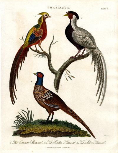Phasianus - Sülün Türleri by John Pass