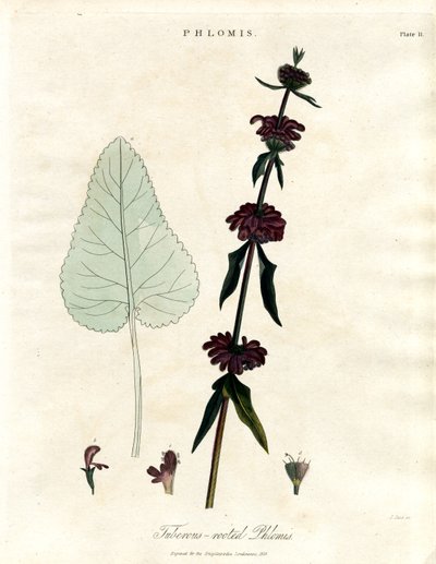 Phlomis: Yumru köklü Kudüs Adaçayı by John Pass