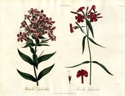 Floksa Türleri by John Pass