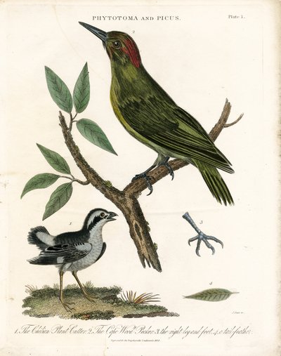 Anatomik Detaylarıyla Phytotoma ve Ağaçkakan by John Pass