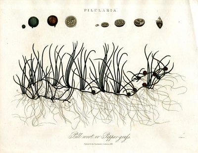 Pilularia: Yastık otu veya Biber otu by John Pass