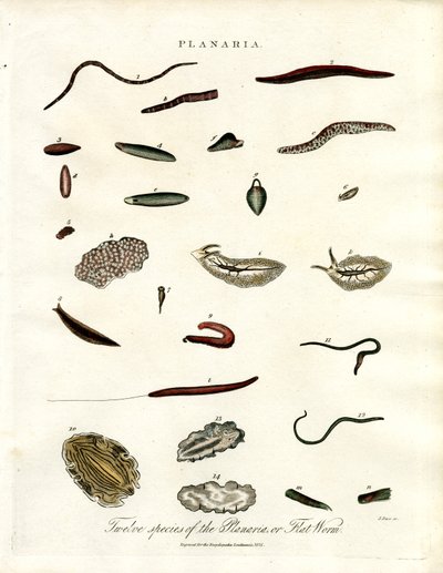 Planaria - Yassı Solucanların On İki Türü by John Pass