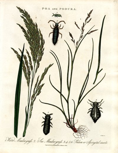 Poa ve Podura by John Pass