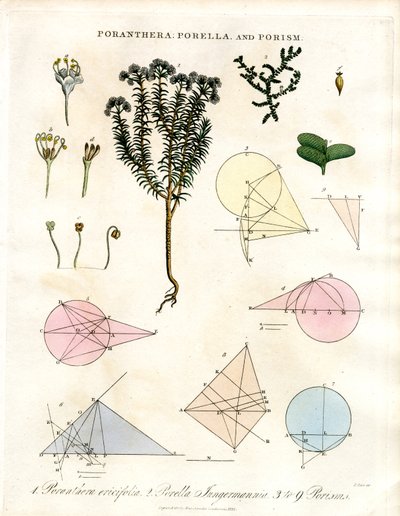 Poranthera; Porella ve Porizmalar by John Pass