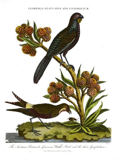 Pratincole; Glaucopis ve Gnaphalium: Avusturya Pratincole; Cinerous Wattle Bird ve seçim Gnaphalium by John Pass