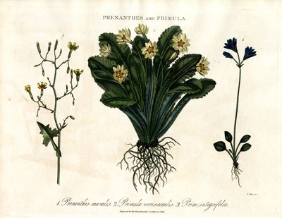 Prenanthes ve Primula: Duvar Marulu; Çuha Çiçeği ve Tüm Yapraklı Çuha Çiçeği by John Pass