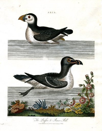 Puffin ve Razor Bill (Alca) by John Pass