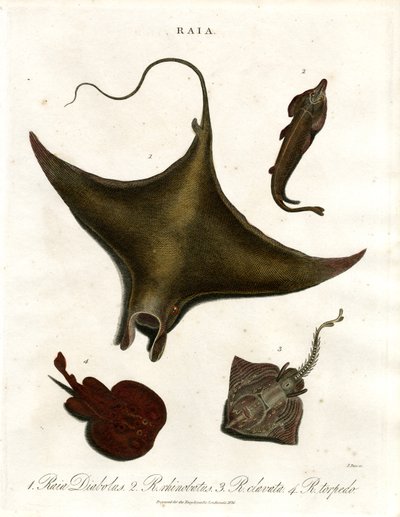 Raia türleri (Vatozlar) by John Pass