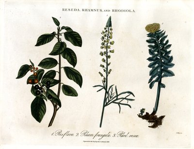 Reseda; Rhamnus ve Rhodiola by John Pass