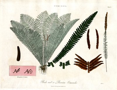 Kraliyet Eğrelti Otu (Osmunda) by John Pass