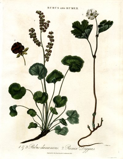Rubus ve Rumex: Cloudberry ve Dağ Kuzukulağı by John Pass