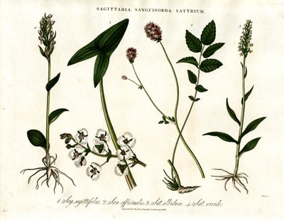 Sagittaria; Sanguisorba ve Satyrium: Çeşitli Bitki Türlerinin Botanik Temsili by John Pass